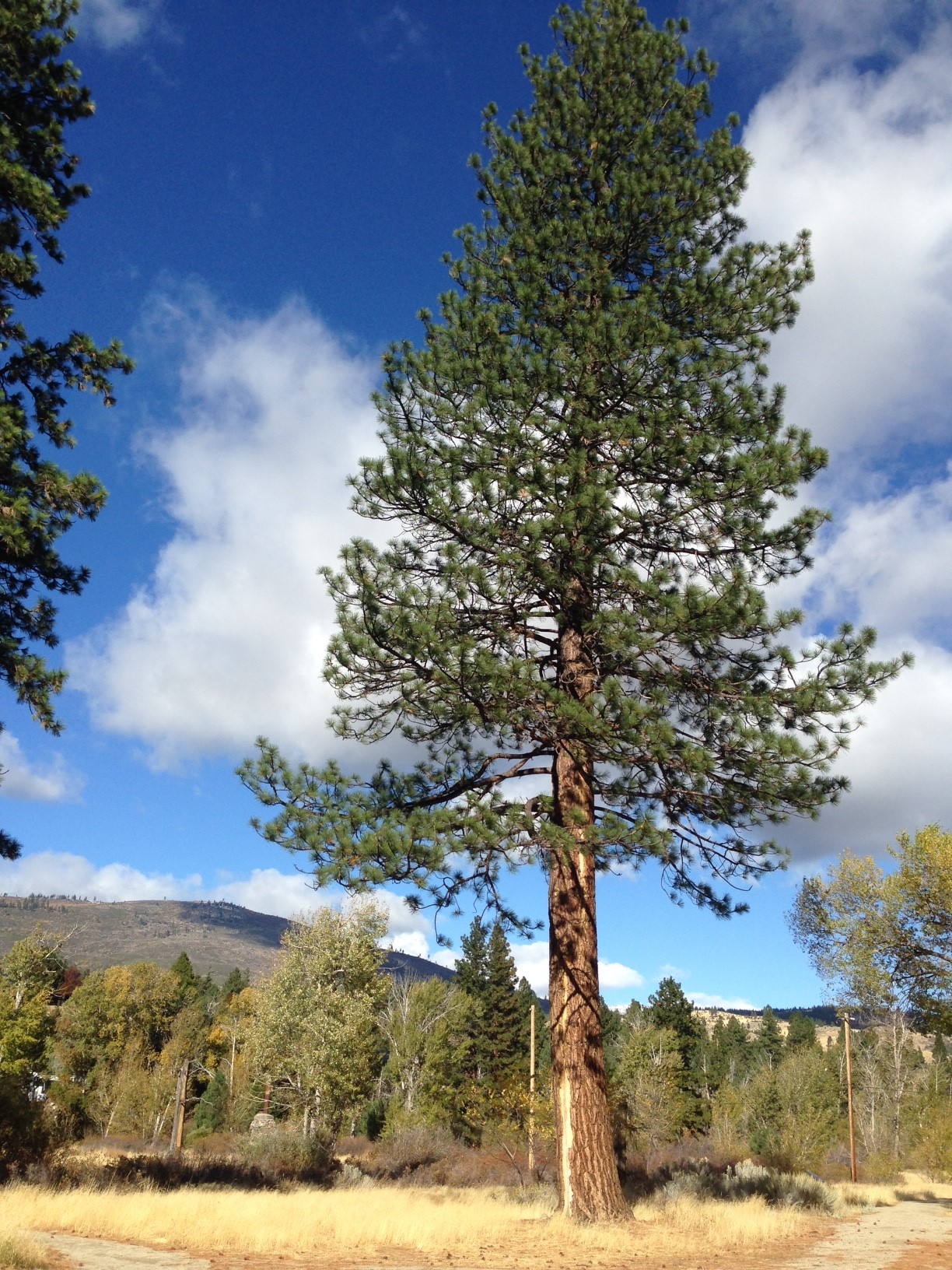 Ponderosa Pine Picture